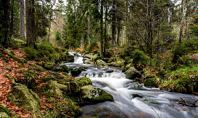 Natur, Flüsse, Nationalpark Harz