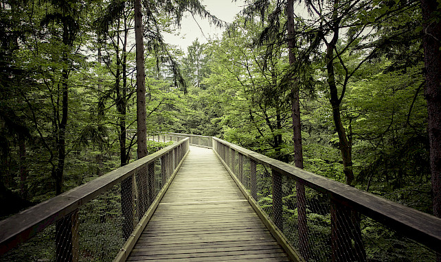 Wandern, Waldwege, Harzchalets an der Brockenbahn